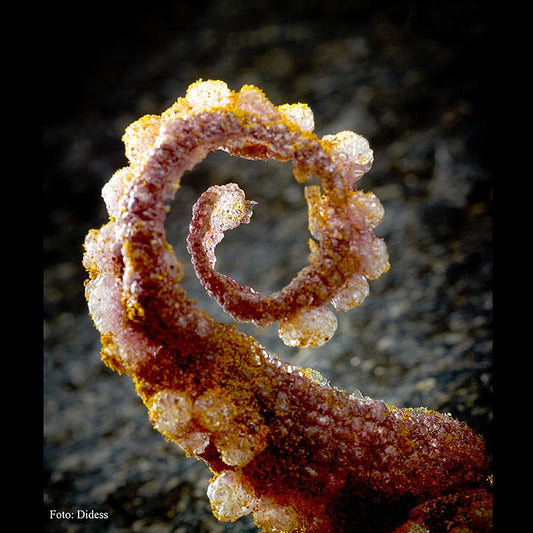 Tasty Bites "Octopus-Kimshi" - Fingerfood auf Reisbasis zum Frittieren, 160 g, 215 St