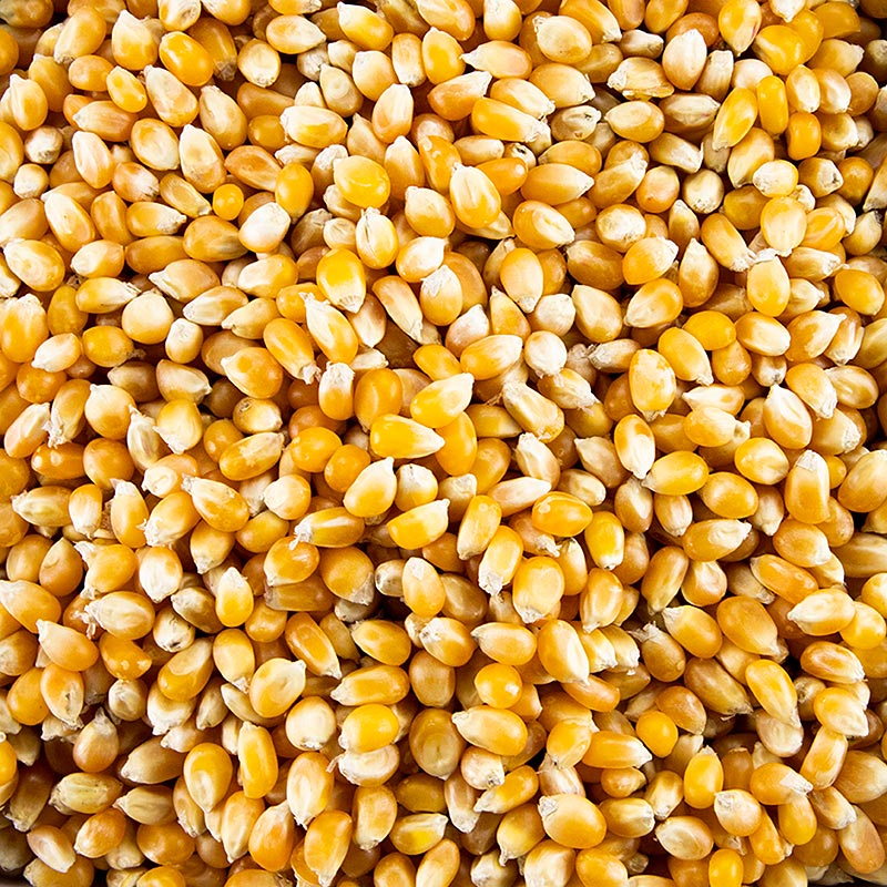 BIO Popcorn Mais, 1 kg Packung, ideal zum Selbermachen von Popcorn in Topf mit Pflanzenöl und Zucker oder Salz