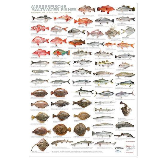 Küchenposter Meeresfische, großes Poster (59,4 x 84cm) für die Port Culinaire Küche
