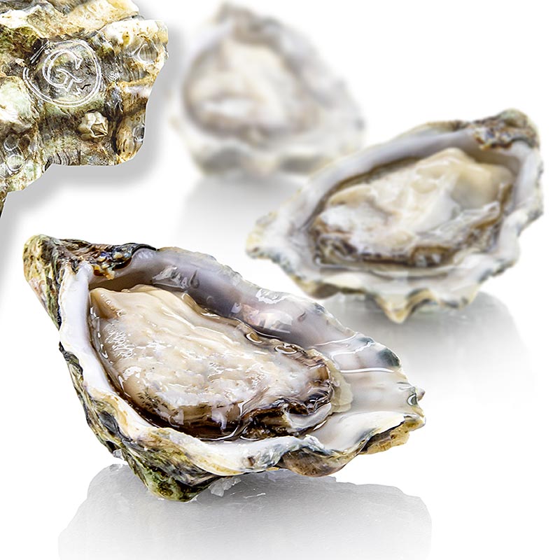 Frische große Austern - Gillardeau G2 (Crassostrea gigas), à ca. 115g, Special de Claires, 24 St