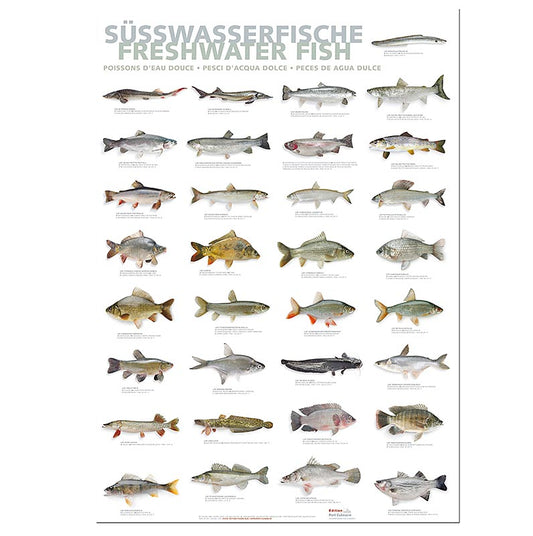 Küchenposter Süßwasserfische von Port Culinaire, zeigt verschiedene Arten von Fischen, 59,4 x 84 cm, hochwertiger Druck auf Papier, ideal für Hobbyköche und Fischliebhaber