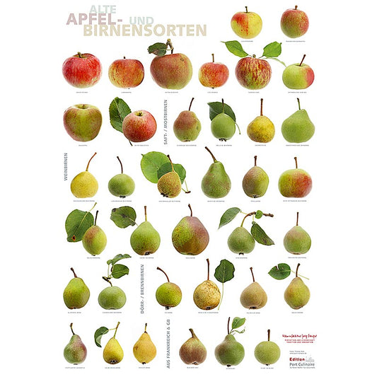 Küchenposter Äpfel & Birnen (59,4 x 84cm) von Port Culinaire - stilvolle Dekoration für Obstliebhaber und Hobbyköche, hochwertiger Druck auf Papier, künstlerische Illustration von frischem Obst