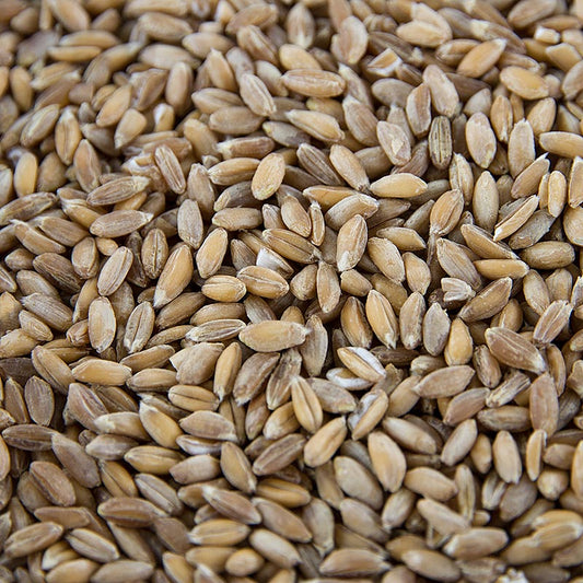 Organic whole grain Emmer Wheat (Zweikorn) product, 1 kg packaging