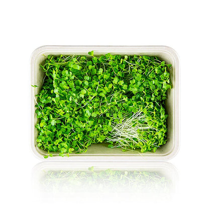 Confezione di microverdure "broccoli", foglie giovanissime / germogli, 75 g