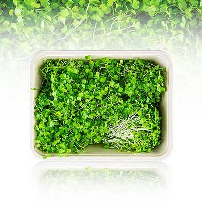 Confezione di microverdure "broccoli", foglie giovanissime / germogli, 75 g