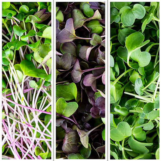 vollgepackt Microgreens MIX "Rettich Radieschen", ganz junge Blätter / Keimlinge, 200 g