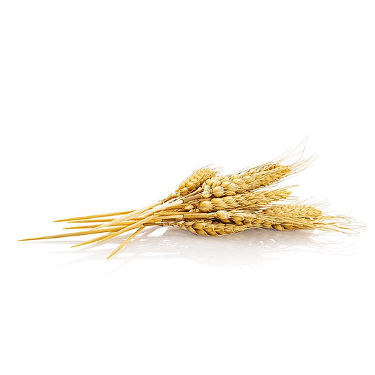 Pique à épis de blé jetable (produit naturel), 20cm, 50 pcs