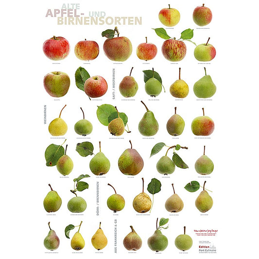 Port Culinaire - Küchenposter Äpfel & Birnen (59,4 x 84cm), 1 St