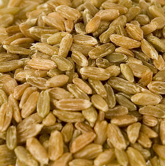 Épeautre vert, entier, séché au bois, 1 kg - Épeautre récolté à demi-mûr, séché avec précaution et décortiqué, goût agréablement épicé, idéal pour les soupes et les sauces