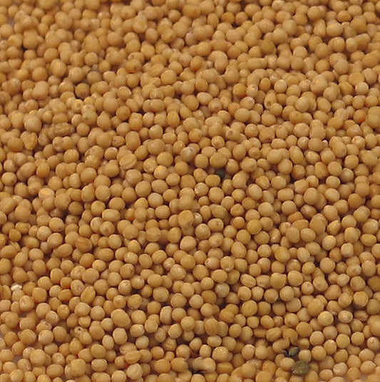 Moutarde claire, 1 kg : Moutarde claire, un ingrédient populaire en Europe occidentale et aux États-Unis pour les viandes cuites ou grillées et les sauces, ainsi que pour améliorer la stabilité des sauces émulsifiées et comme ajout aux légumes marinés.