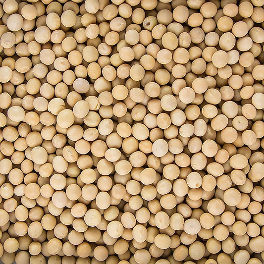 Fèves de soja séchées bio, riches en protéines végétales, polyvalentes dans la cuisine Acheter des fèves, des haricots de soja en Suisse