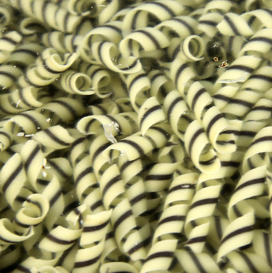 Decorazione a forma di tornado, a forma di ricciolo, in cioccolato bianco con strisce scure, perfetta per dessert, panna, gelato o torte, circa. 10x62mm, 800g